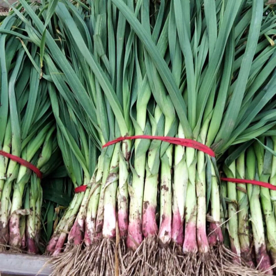 【精选生鲜】蒜苗新鲜现挖蒜苗大蒜苗青蒜苗香蒜红根蒜苗红皮蒜苗蔬菜