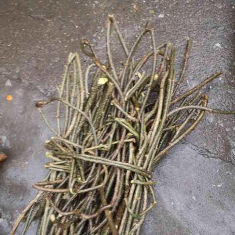 广西深山野外生新鲜松筋藤,宽筋藤500g 500g【图片 价格 品牌 报价】