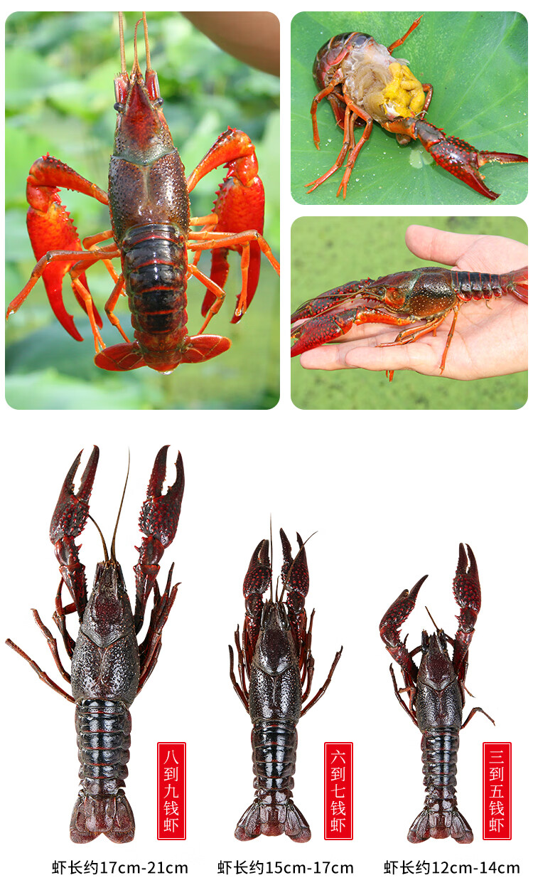 5斤小龙虾鲜活超大特大567湖北新鲜水产清水淡水养殖活虾河虾