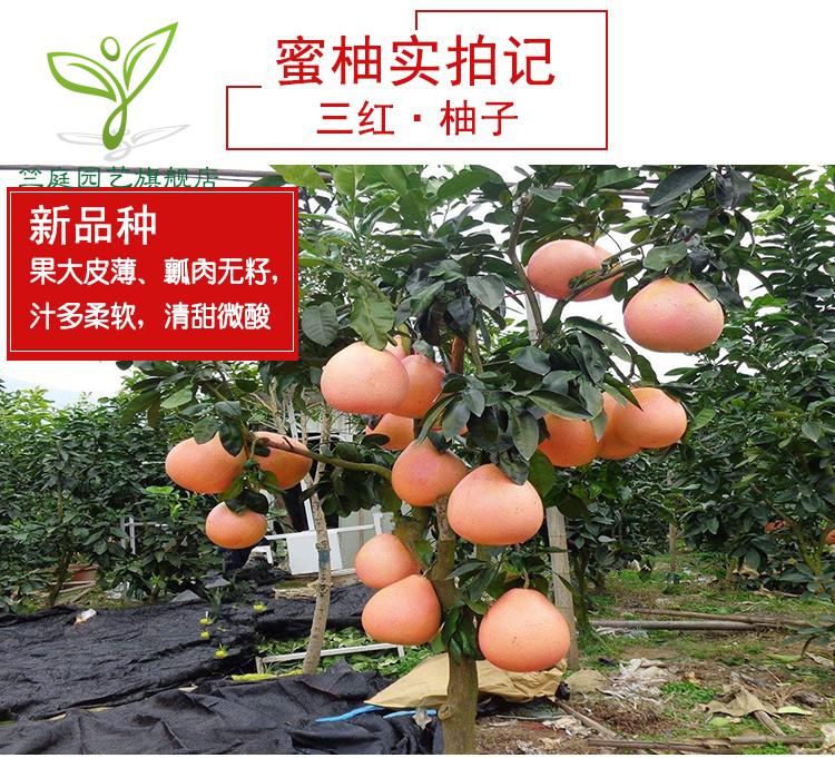 柚子苗官溪柚子苗嫁接苗红肉柚子树苗果树苗阳台庭院南北方种植当年结果苗三红蜜柚4年苗当年结果 图片价格品牌报价 京东