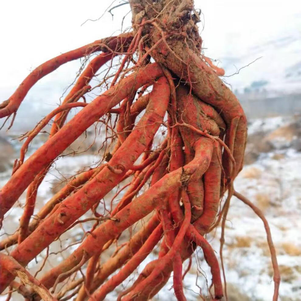 2020年现挖新鲜野生丹参条整棵中药材紫丹参血参根丹参1斤装 3斤鲜