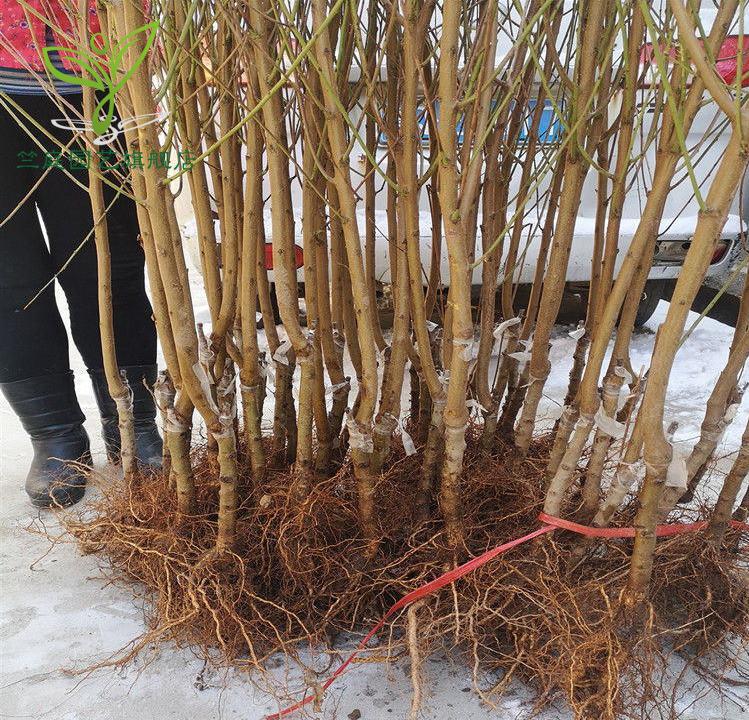 嫁接晚熟桃树苗新品种【帅帅香桃苗】糖含量以上无需套袋果树苗木 5年