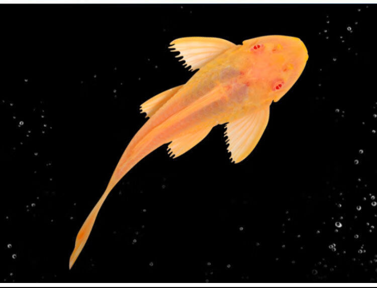 黄金红眼女王大帆清道夫鱼吃粪除藻吃垃圾鱼异形鱼热带观赏鱼活体cma