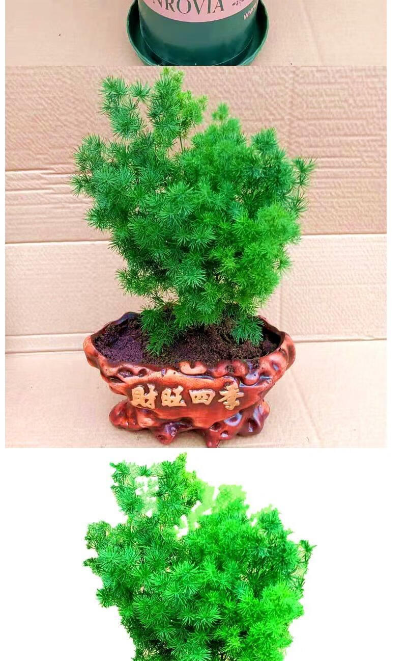 蓬莱松盆栽好养活植物室内花卉四季常青净化空气吸甲醛生肖猴by蓬莱松