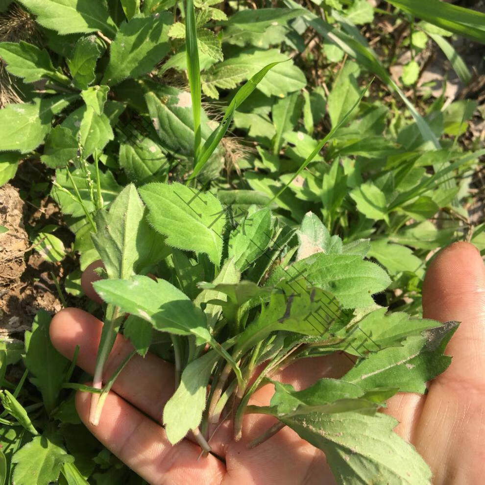 源外园湖北农村春季野菜马兰芽马兰头红梗菜鸡儿肠田边菊马兰菜 9斤