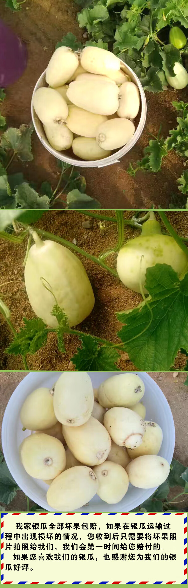 源外园 青州特产弥河银瓜青州银瓜 甜瓜香瓜非绿宝甜瓜 新鲜瓜果顺丰