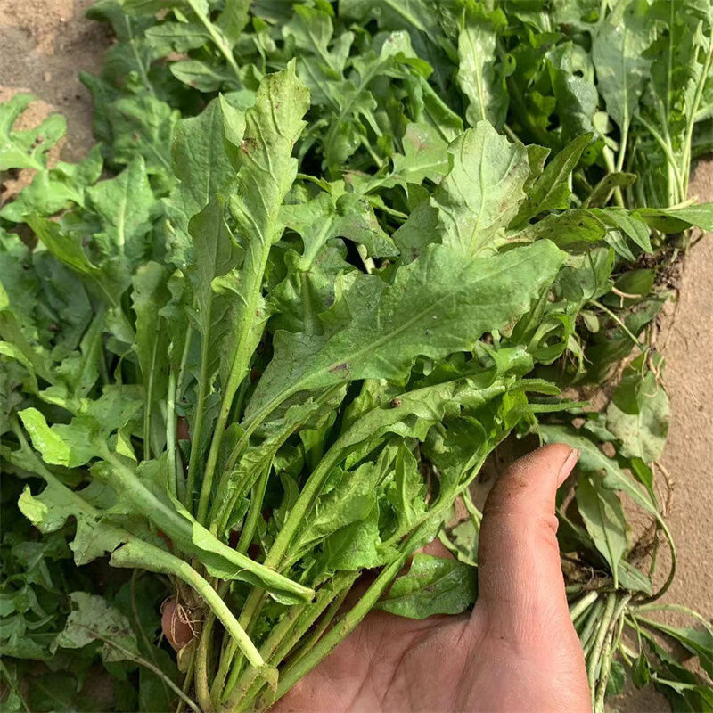 fghch 湖北农村老奶奶现挖新鲜荠菜花地菜花芨芨菜花泡水煮鸡蛋 荠菜