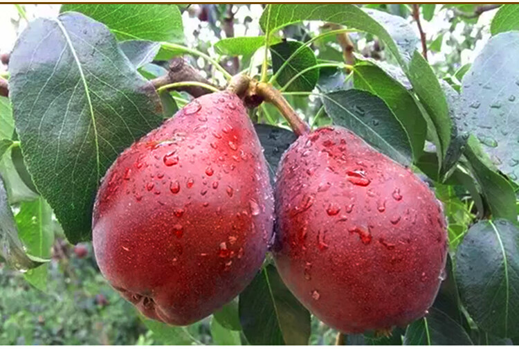 鲜其 现摘新鲜红啤梨红皮梨大头梨西洋太婆梨啤酒梨放软糯甜多汁3-10