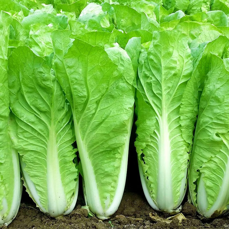 寿禾 油麦菜种子易播种家庭阳台春秋季播种蔬莱菜子疏蔬菜四季种植蔬