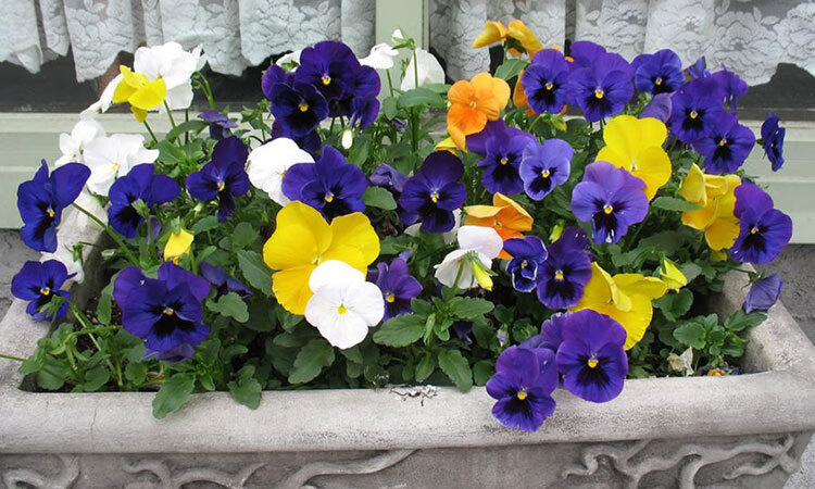 香葶苑 秋季三色堇种子多年生耐寒阳台庭院花籽猫儿脸矮花易种活花卉