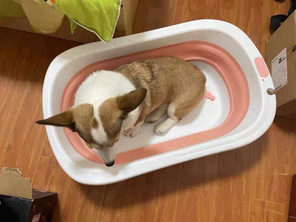 宠物狗狗猫咪洗澡盆折叠小型犬药浴盆柯基泰迪可折叠泡澡桶沐浴盆7斤