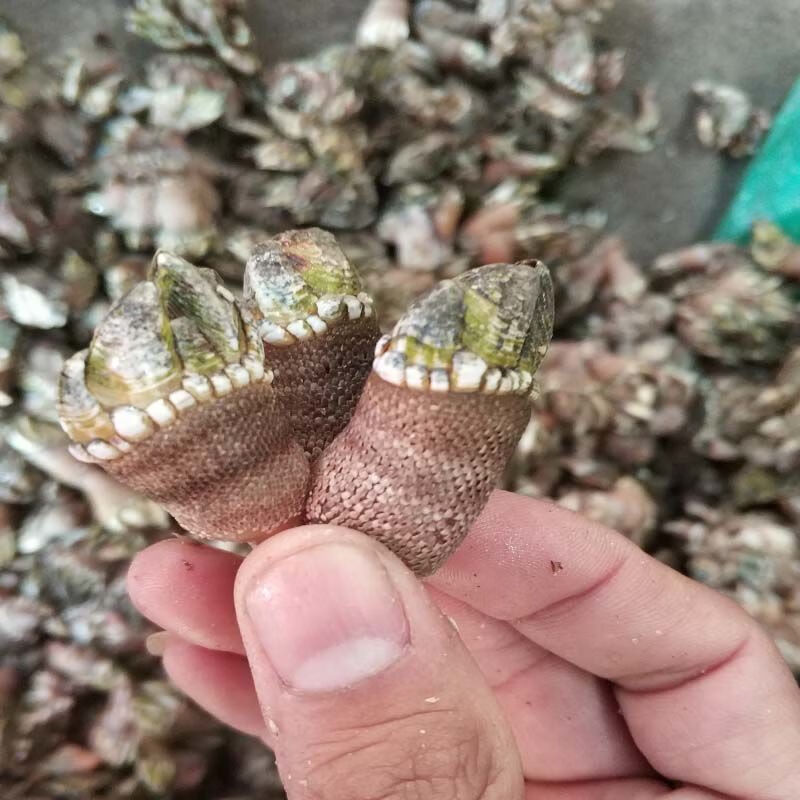 海鲜佛手螺 霞浦鲜活佛手 贝观音手 多规格 鹅颈藤壶狗爪螺 佛手螺 3