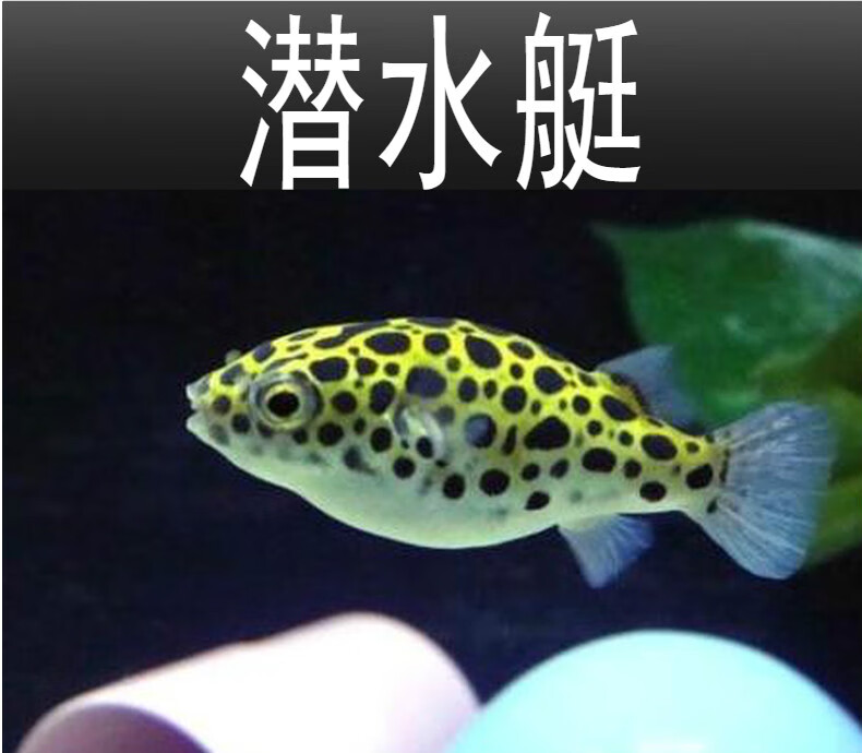 荣郁鱼观赏鱼潜水艇鱼气泡鱼鼓包鱼冷水观赏鱼会生气的鱼潜水艇23cm1