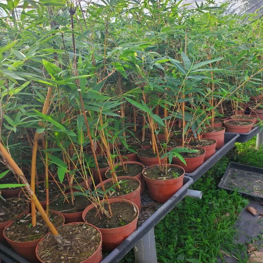 红竹红观音竹红色竹子绿植盆栽稀有品种文人书房竹盆景 红观音竹5杆