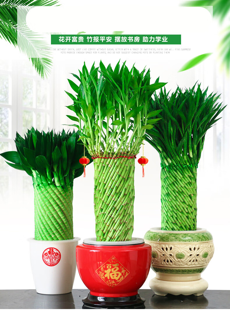 文昌竹乔迁带礼富贵竹植物水养文昌竹客厅室内四季大型绿植花卉盆栽初