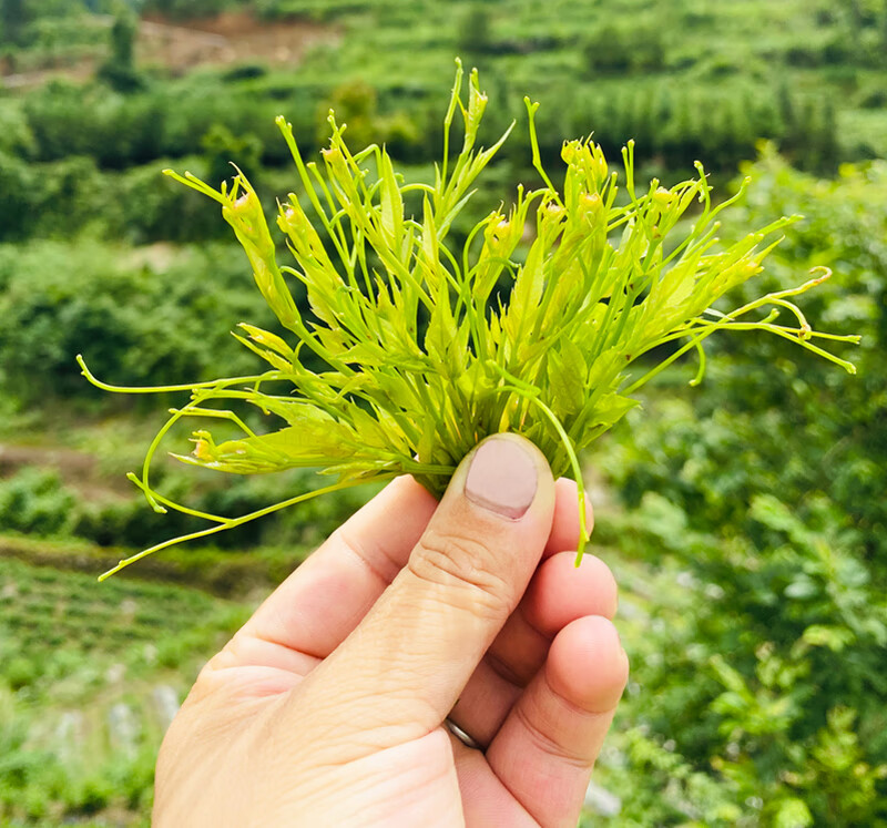 青安村李春燕手工莓茶 250g 湖南省张家界永定区霉茶芽尖土家嫩芽茅岩