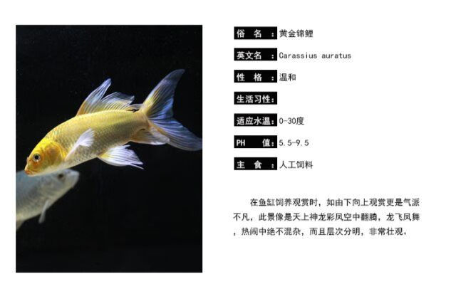 合搭日本纯种龙凤锦鲤黄金龙凤锦鲤鱼风水鱼鱼金鱼冷水鱼活体 15-18cm