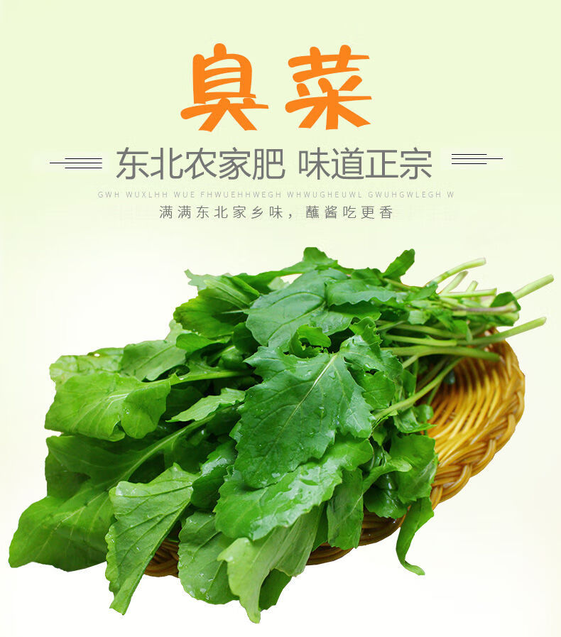 正宗东北臭菜 新鲜蘸酱小菜 农家自种新鲜蔬菜 大叶臭菜 空运 500g(1