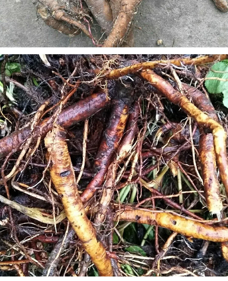 中药羊铁叶子根新鲜血三七羊蹄根土大黄大黄牛耳大黄批发 新鲜土大黄