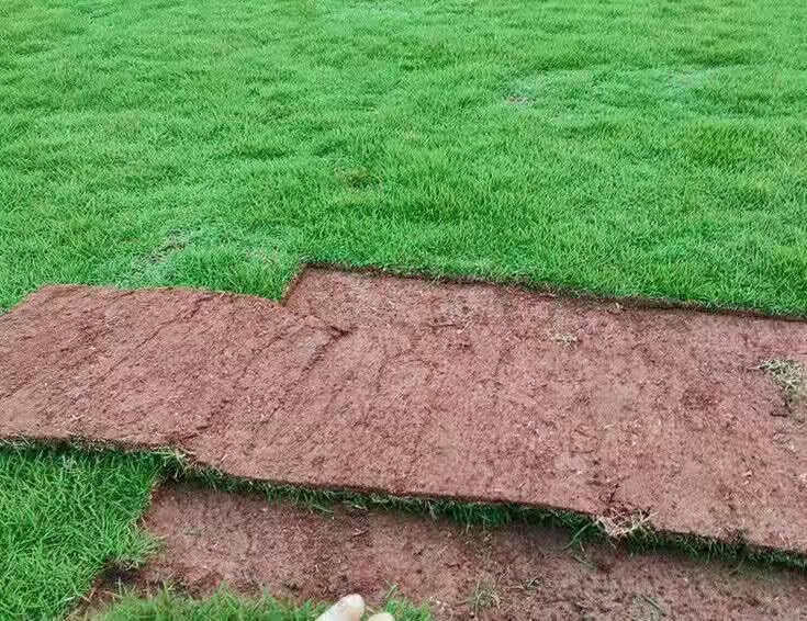 草皮带土带泥土真草坪马尼拉带土草皮四季青百慕大果岭草别墅庭院工程