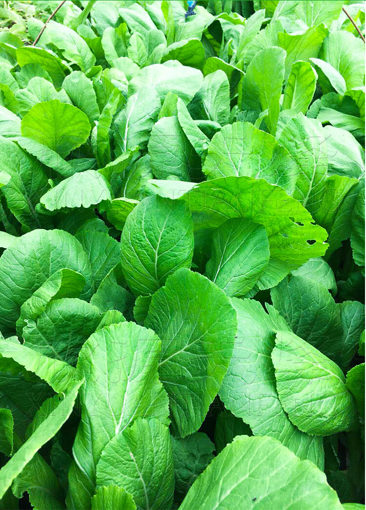 油绿春菜种子香芥菜四季春季家庭菜园阳台盆栽易种蔬菜种孑菜种籽严选