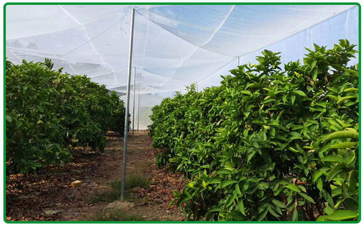 养猪场猪圈栏养殖场专用防蚊网大棚防虫网定制加厚抗老化纱窗网60目