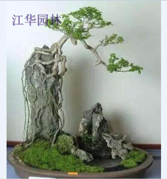 石山盆景青龙石造景石天然假山石头抱石装饰摆件盆景造景树包石微景观