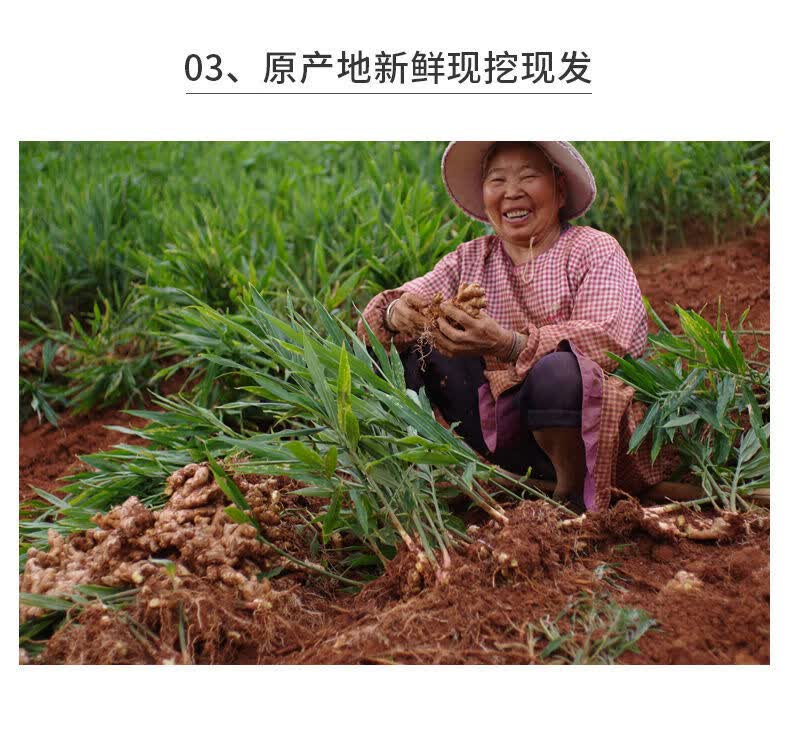 小黄姜高原小黄姜生姜整箱现挖土姜净重9斤