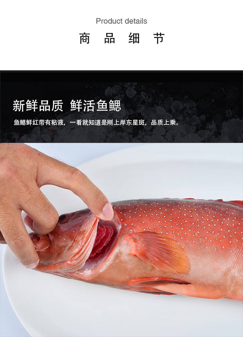 嘉麟乐 东星斑鱼石斑鱼鲜活海鲜水产深海鱼燕尾斑冷冻顺丰【图片 价格