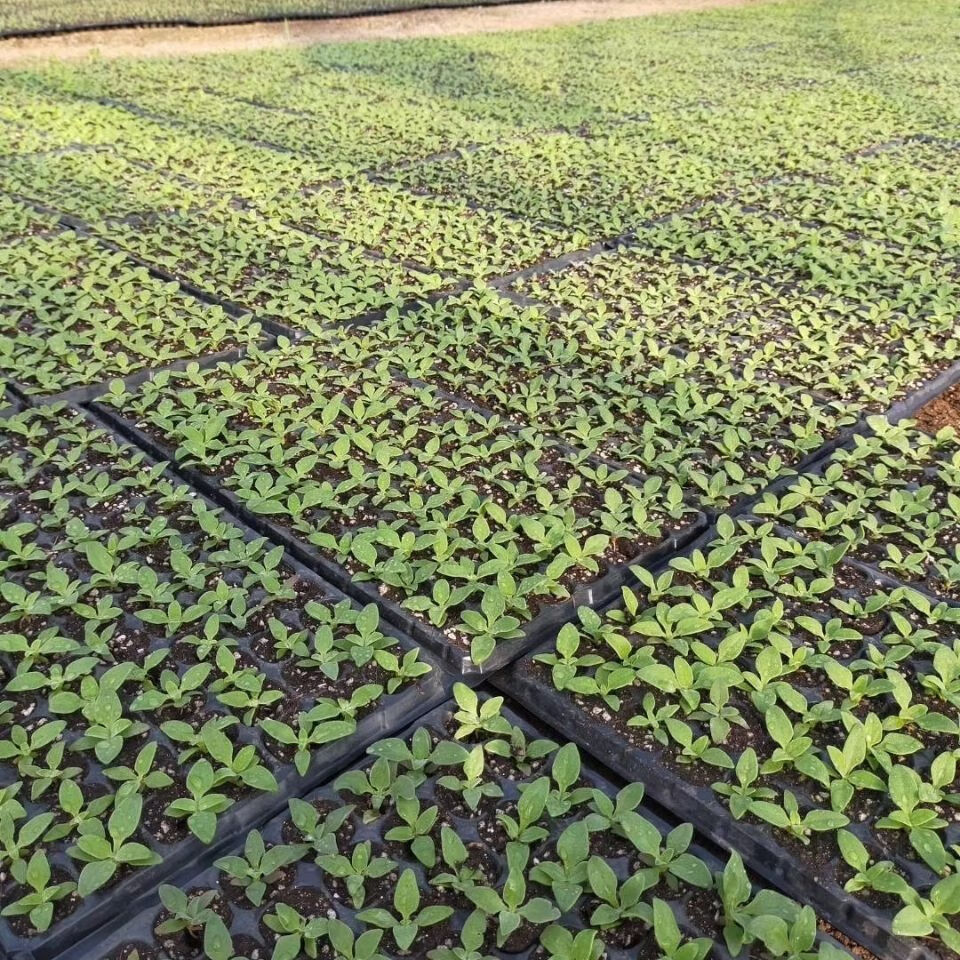 冰菜种苗幼苗冰菜种子种水晶冰菜苗四季蔬菜种子春秋阳台菜园 冰菜苗