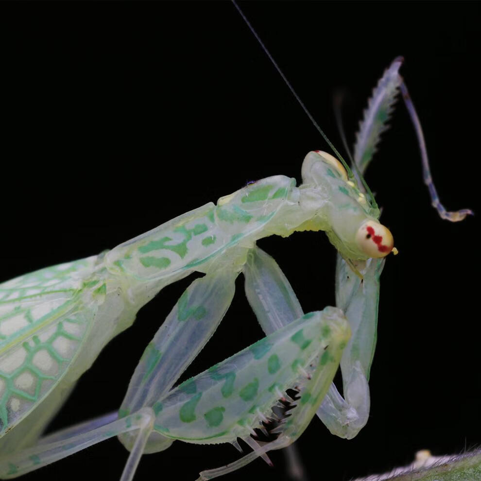 黎明螳活体螳螂黎明螳螂另类宠物摄影昆虫赤兔马 成体【图片 价格