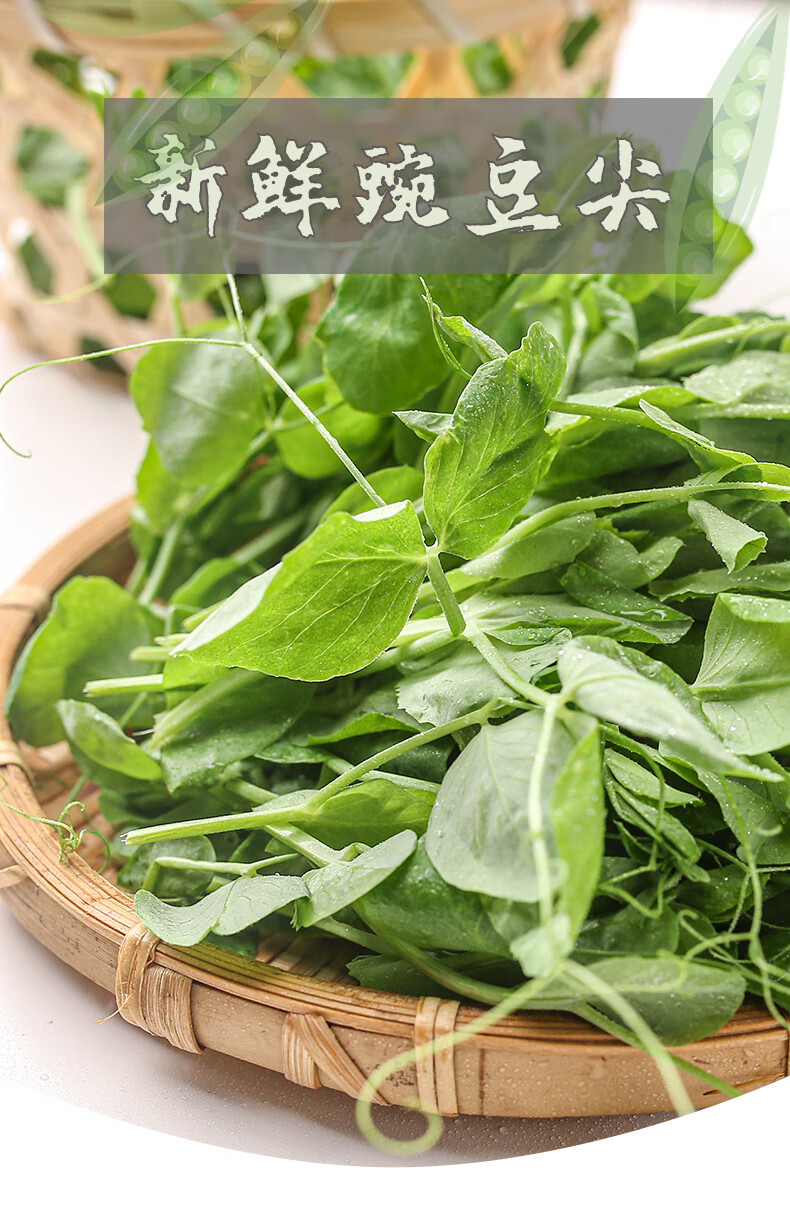四川特产新鲜豌豆尖新鲜蔬菜豌豆苗当季嫩豌豆苗农家龙须菜500g