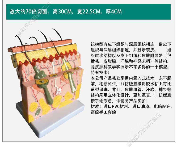 立体皮肤组织结构层次放大解剖模型医教学头皮毛发生理结构图模块85倍