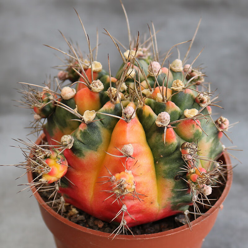 园艺光辉牡丹仙人球稀有五彩锦开花大颗仙人掌多肉植物室内盆栽光辉