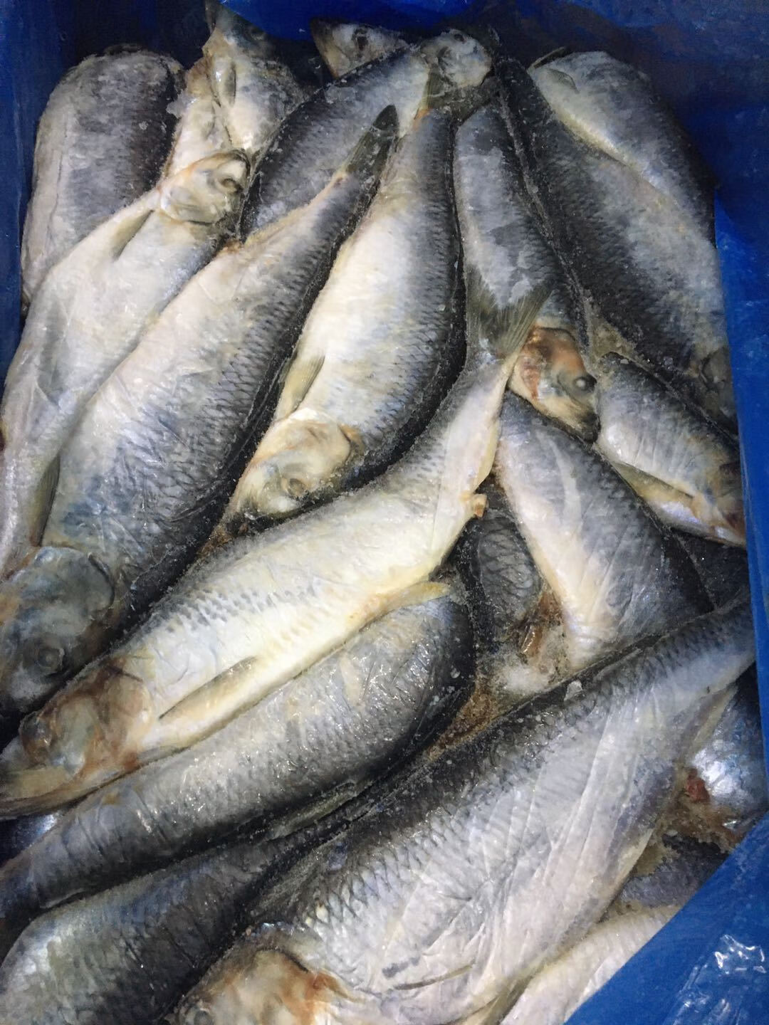 海青鱼/条新鲜青鱼青占鱼青条鱼 海鲜水产 8斤装 【青鱼】