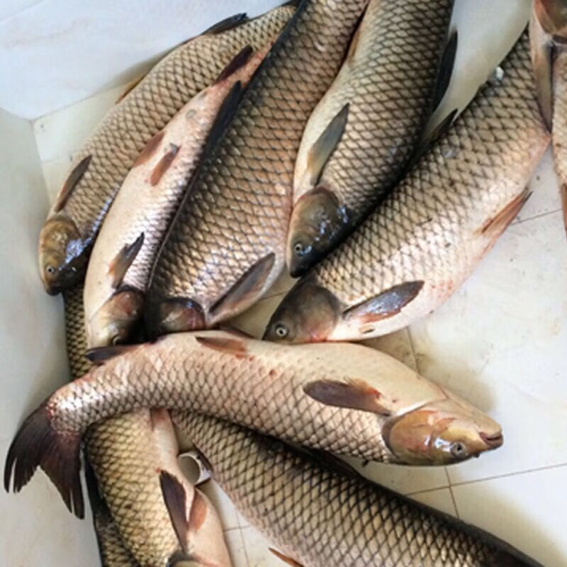 大百年 野鱼 活鱼 草鱼百年 活鱼现捕现杀 礼盒定制款 草鱼3斤-现杀包