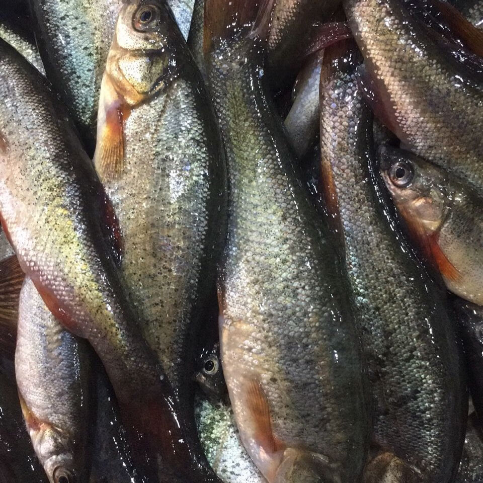 lism东北柳根鱼冷水柳根鱼松花江柳根鱼正宗东北鲜活柳根鱼10斤顺丰