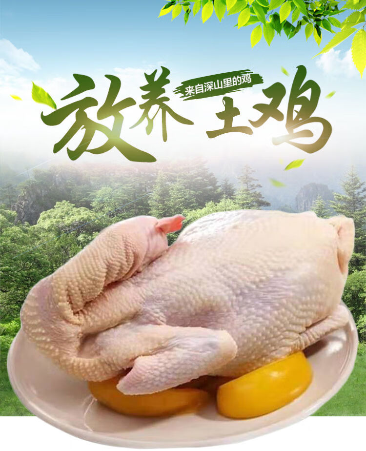 现杀散养2年老母鸡土鸡草鸡柴鸡鸡走地鸡跑山鸡现杀一只装2329斤加料