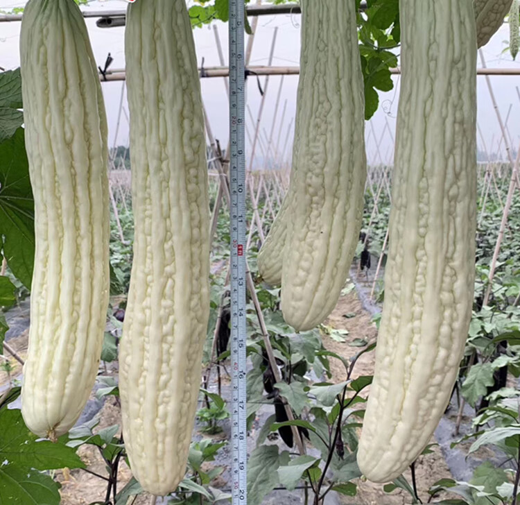 长白苦瓜种子白色超大型中晚熟苦瓜籽春播抗病耐热蔬菜种籽孑 大白龙