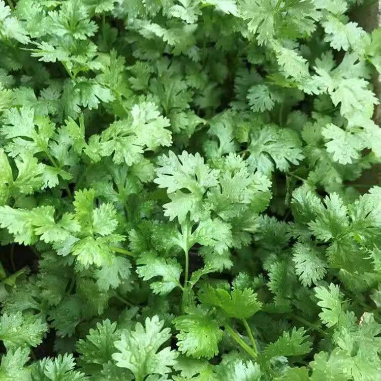 四季小香葱香菜种籽蔬菜种子味香浓易种盆栽阳台室内外种植大小叶 -量