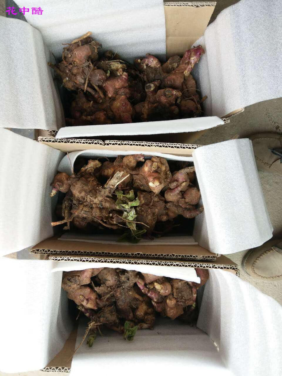 天山雪莲雪莲果种孑云南特产天山雪莲果种孑2斤红心雪莲果种子种苗种