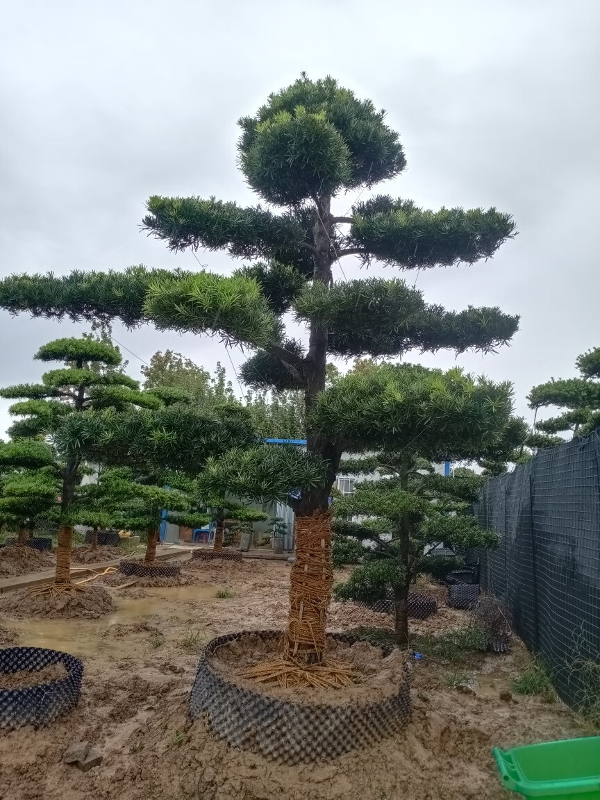 凝慧罗汉松盆景阳台客厅盆栽别墅庭院地栽特大造型罗汉松四季常青绿化