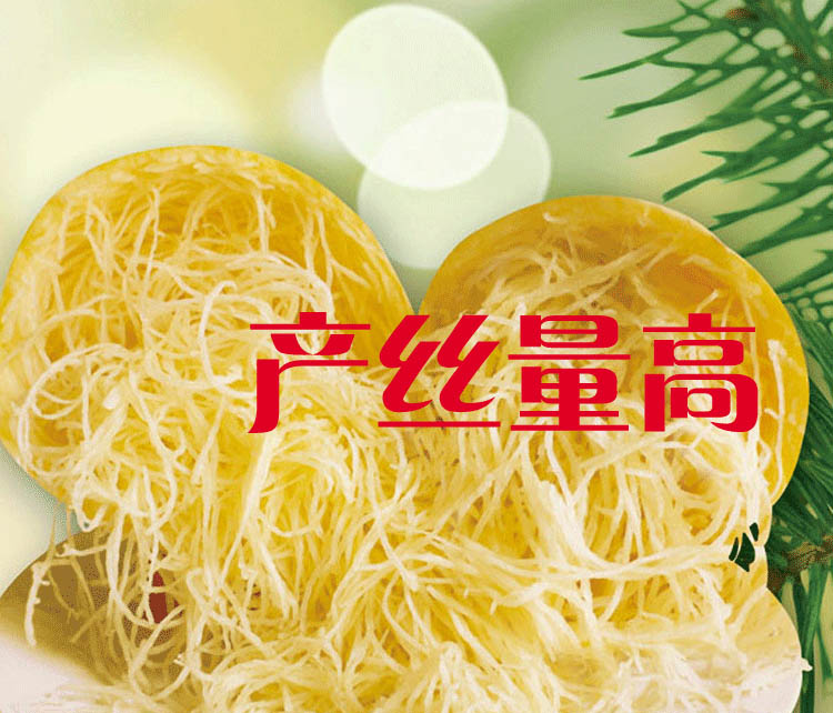 金丝搅瓜种子拍砸绞瓜籽黄金瓜粉丝南瓜高产短蔓四季春季蔬菜孑 抗病