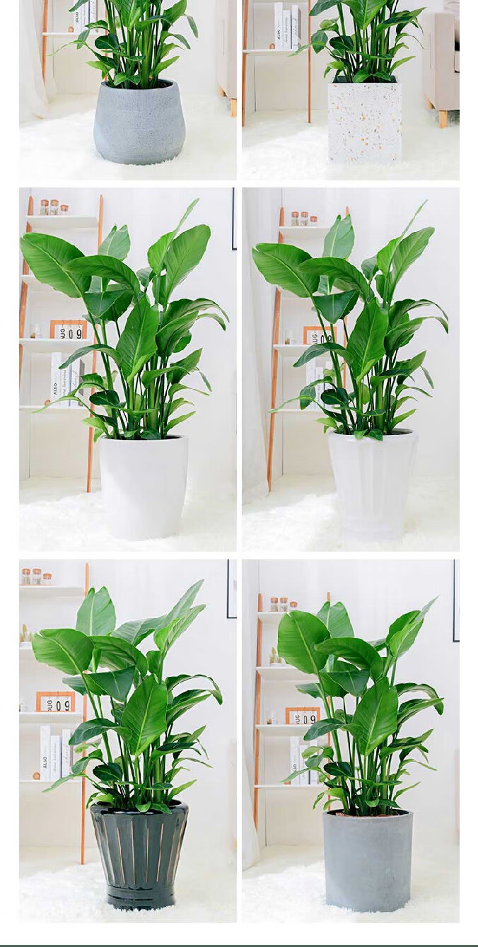 天堂鸟大绿植室内盆栽客厅大型植物龟背竹上海同城大盆栽办公室 1.