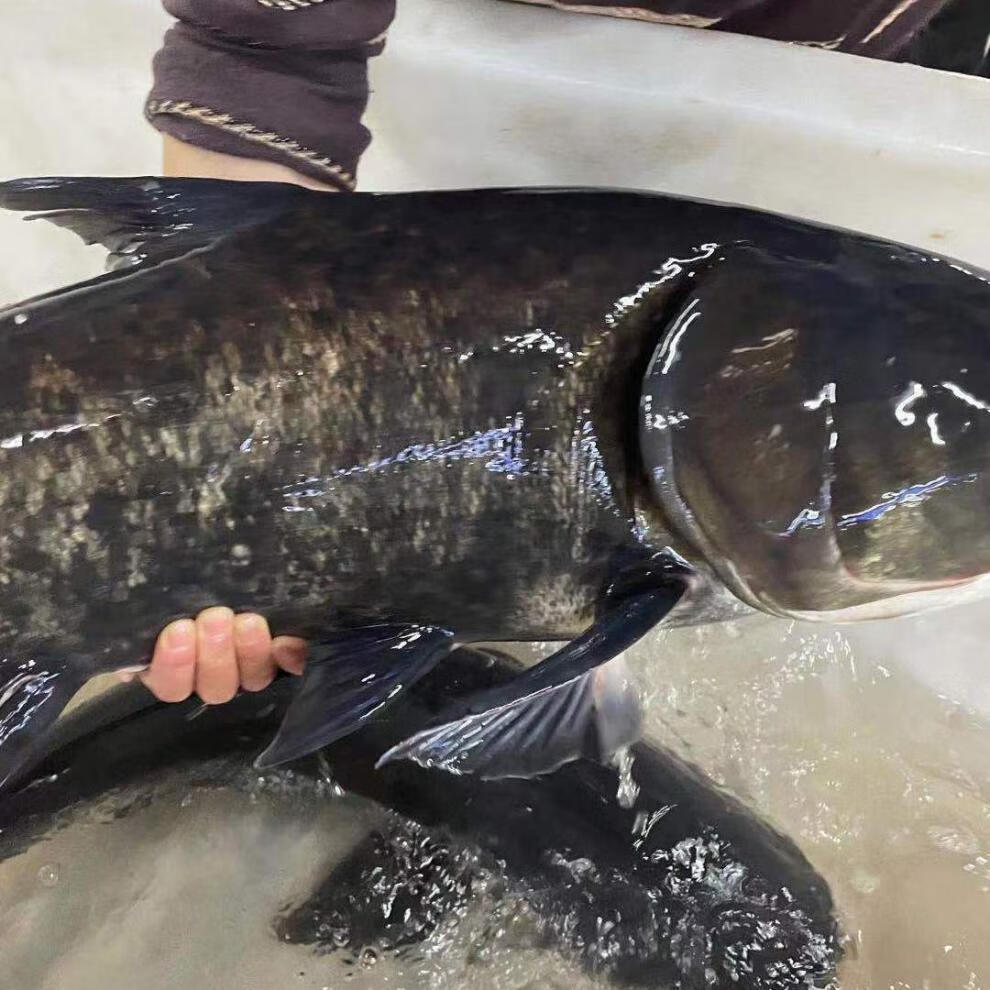 千岛湖正宗花莲胖头鱼鲜活大头胖头鱼鱼整条鱼头淡水鱼冷水鱼千岛湖