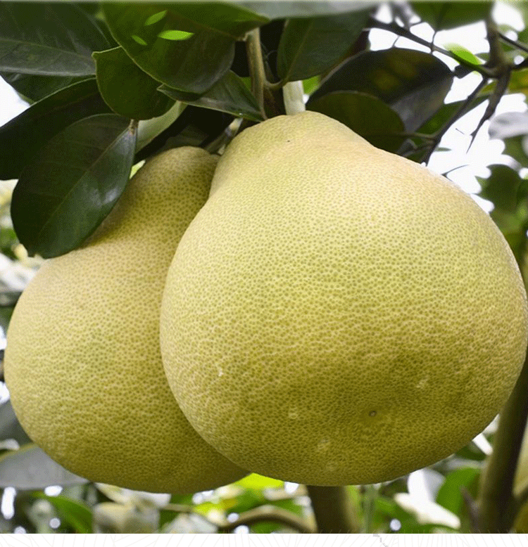 正宗福建度尾仙游文旦柚新鲜水果应季文旦柚柚子 5斤