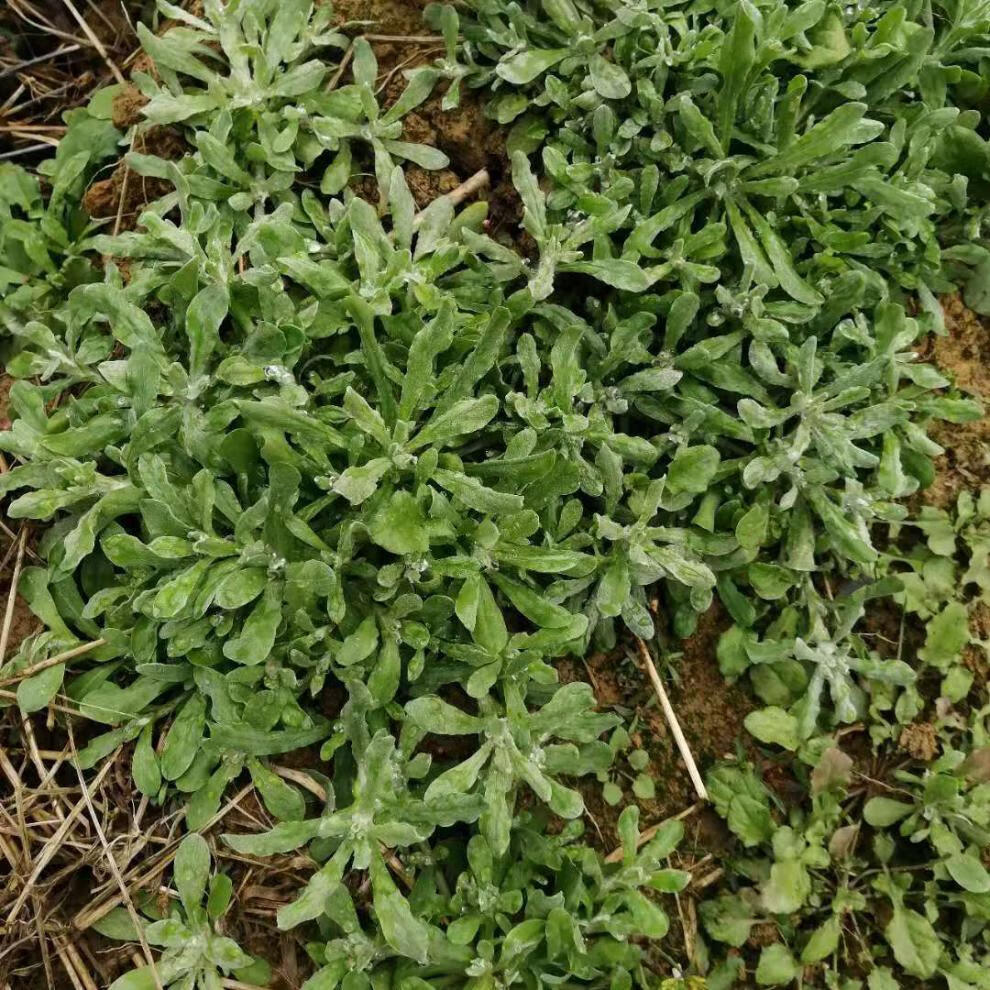 新鲜鼠曲草清明菜清明草佛耳草绒毛草鼠麴田艾草清明糯米粑原材料