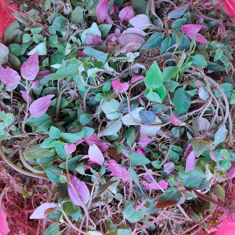 【精品好物】福建野生新鲜风鼓草风柜斗草风谷草野生风骨草鲜品干品