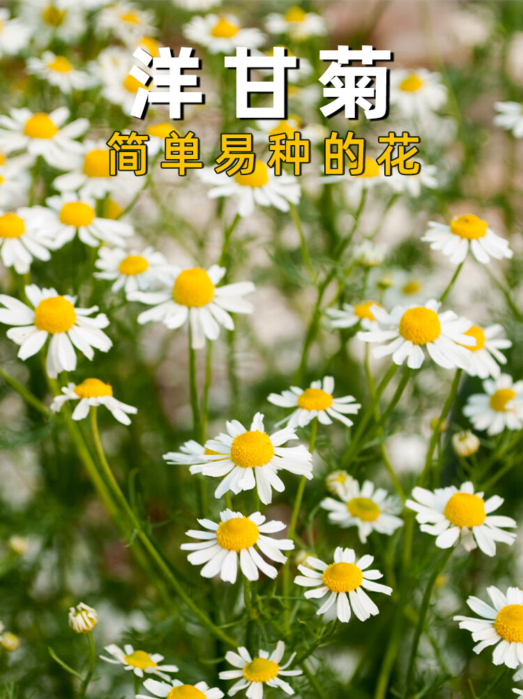 洋甘菊 花种花籽 太阳花白晶菊格桑花庭院盆栽小雏菊种子室外 【小