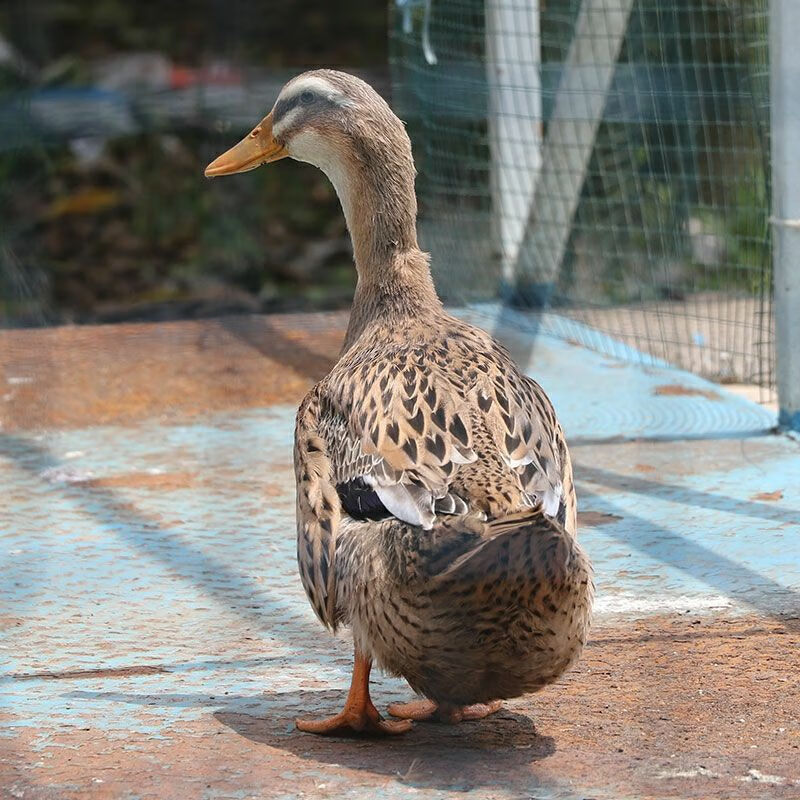 正宗农家土鸭老鸭新鲜鸭子肉活体现杀水鸭批发 活动款(鸭子一只装)